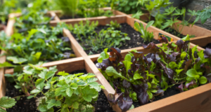 vegetable
